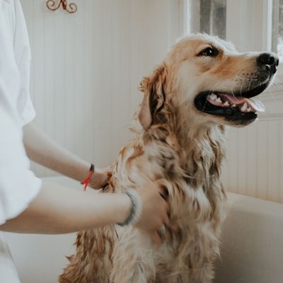 A dog receiving gentle grooming care